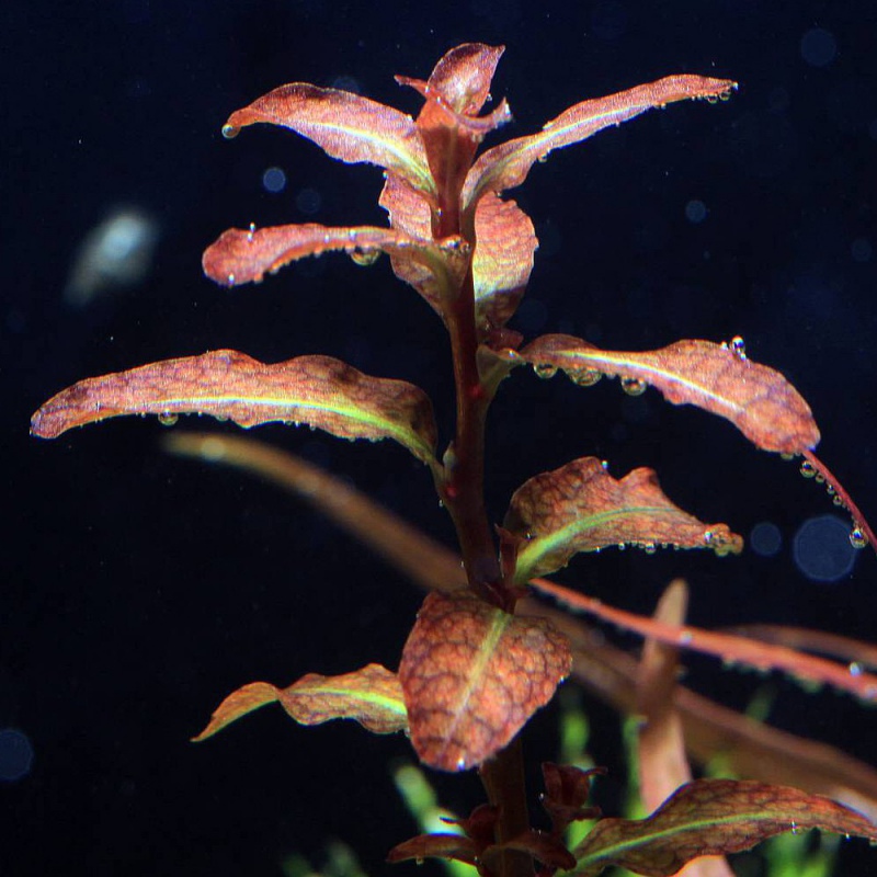 Eco Plant - Ludwigia Guinea - Invitro