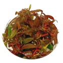 Eco Plant - Ludwigia Guinea - Invitro kleine beker