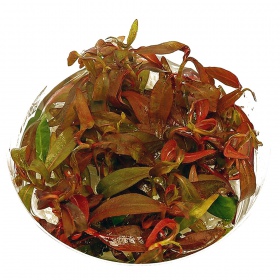 Ludwigia Guinea planta in een kleine beker