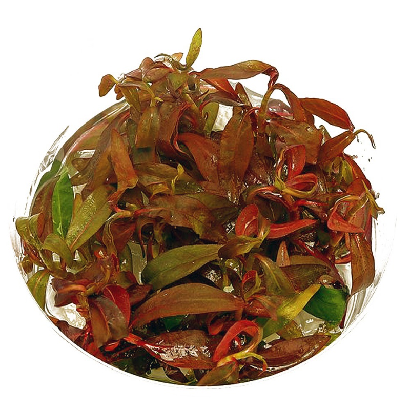 Eco Plant - Ludwigia Guinea - Invitro