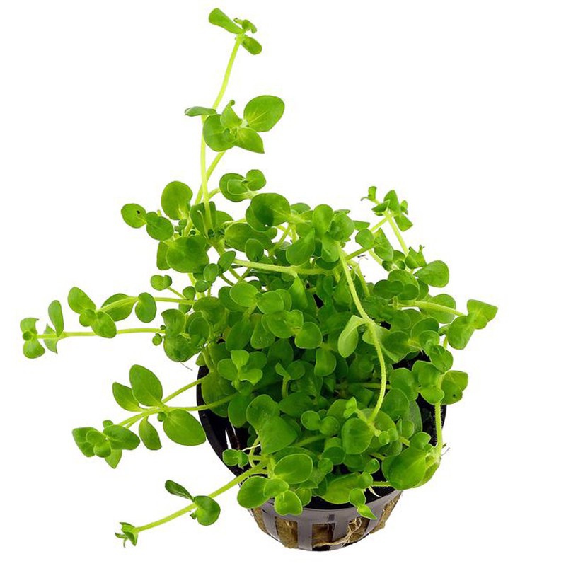 Eco Plant - Bacopa Monnieri в маленьком стакане