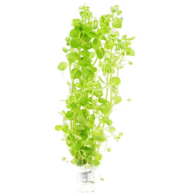 Bacopa Monnieri in kleine InVitro beker