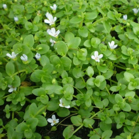 Bacopa Monnieri in kleine InVitro beker