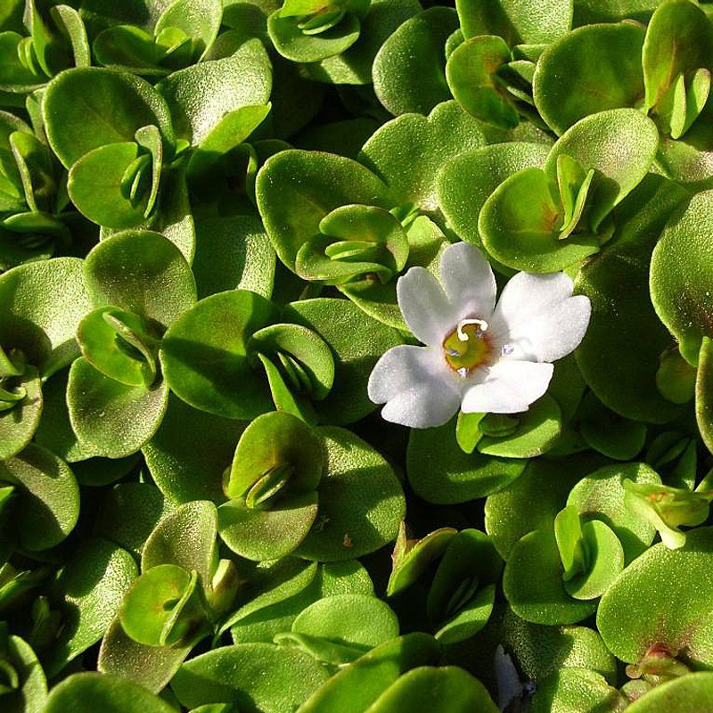 Bacopa Monnieri in kleine InVitro beker