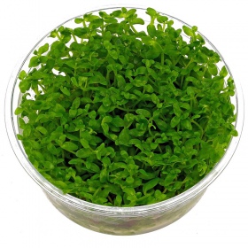 Bacopa Monnieri - Pflegeleichte Aquarienpflanze