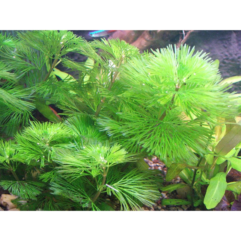 Bacopa Myriophylloides in vitro