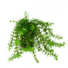 Bacopa Myriophylloides inVitro kleine beker