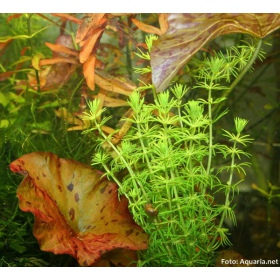 Bacopa Myriophylloides InVitro kis pohár