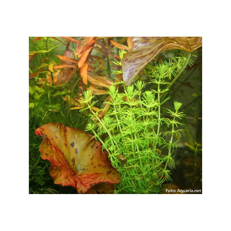 Bacopa Myriophylloides - InVitro malý hrníček