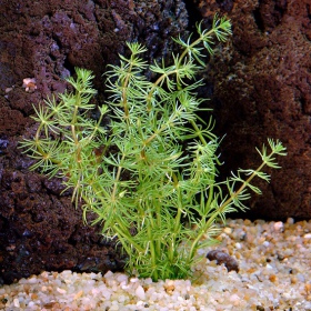 Bacopa Myriophylloides inVitro kleine beker