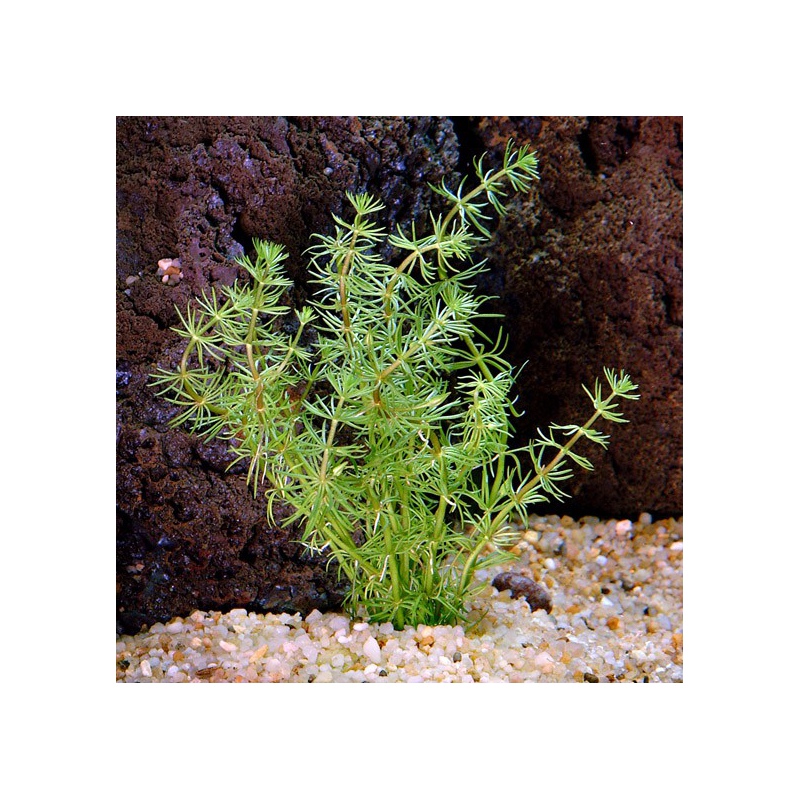 Bacopa Myriophylloides in vitro