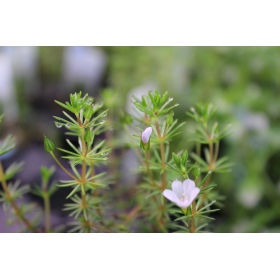 Bacopa Myriophylloides InVitro kis pohár