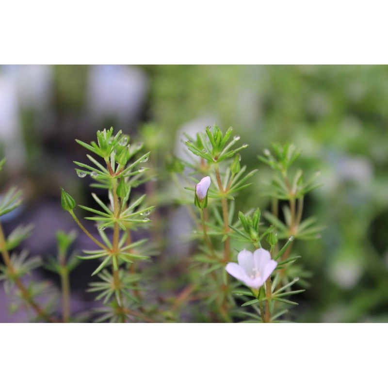 Bacopa Myriophylloides en taza pequeña