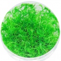 Eco Plant - Bacopa Myriophylloides - InVitro kleiner Becher