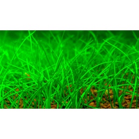 Eleocharis Acicularis Mini em copo