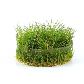 Eco Plant - Eleocharis Acicularis Mini