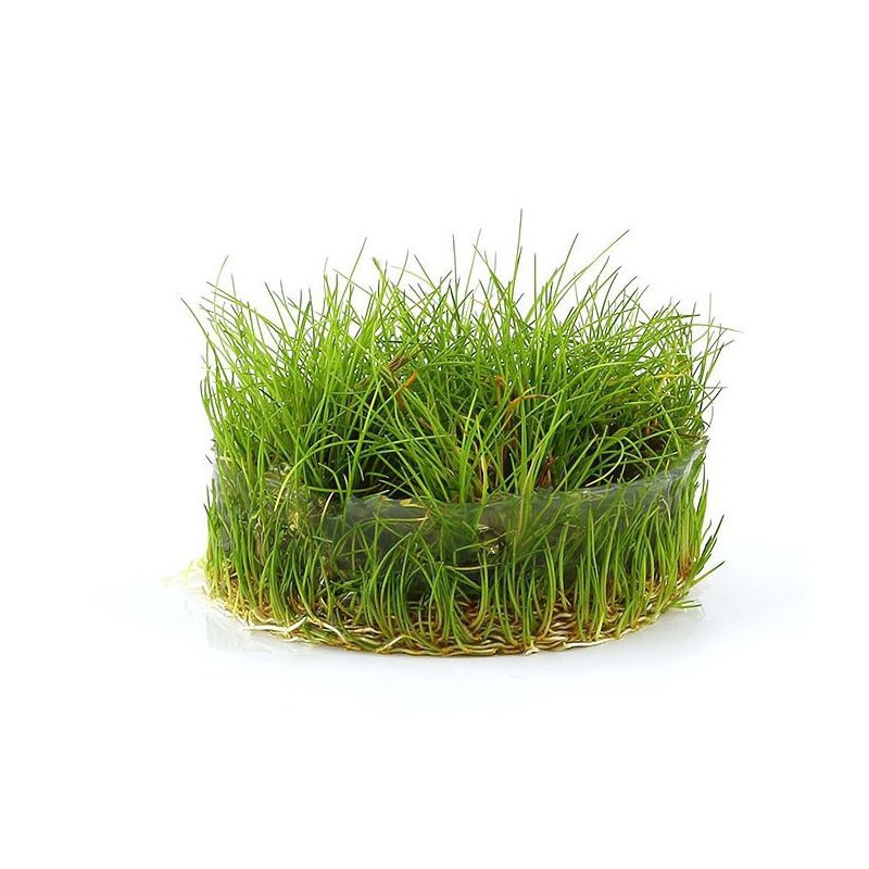 Eleocharis Acicularis Mini - Акваріумна рослина