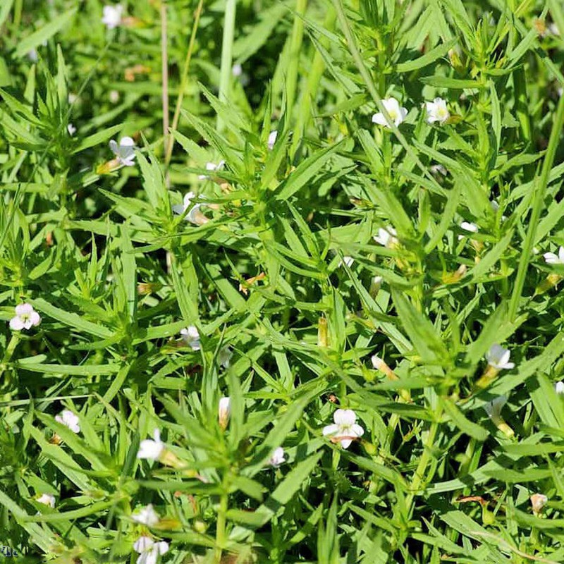 Gratiola Viscidula növény InVitro pohárban