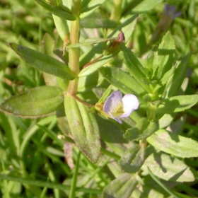 Gratiola Viscidula en InVitro pequeño vaso