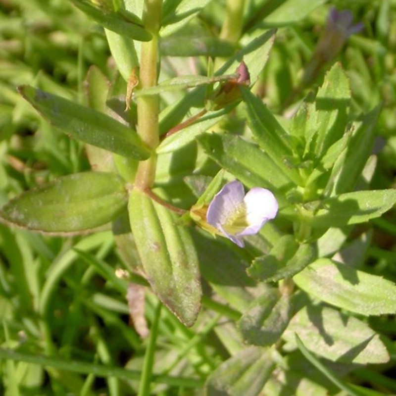 Roślina InVitro - Gratiola Viscidula