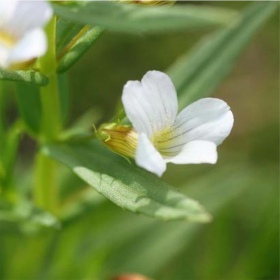 Gratiola Viscidula en InVitro pequeño vaso