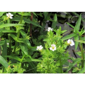 Gratiola Viscidula en InVitro pequeño vaso