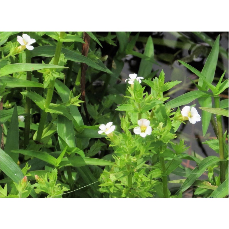 Eco Plant Gratiola Viscidula in Vitro