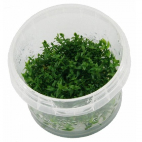 Gratiola Viscidula en InVitro pequeño vaso