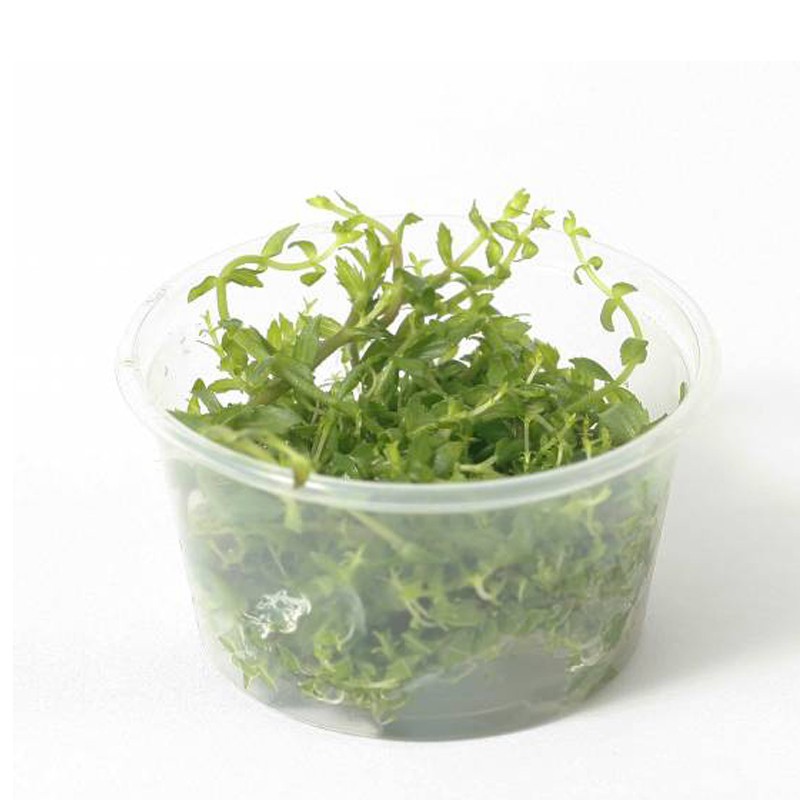 Gratiola Viscidula en InVitro pequeño vaso