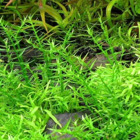 Gratiola Viscidula en InVitro pequeño vaso