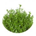 Eco Plant - Gratiola Viscidula - InVitro kleine beker