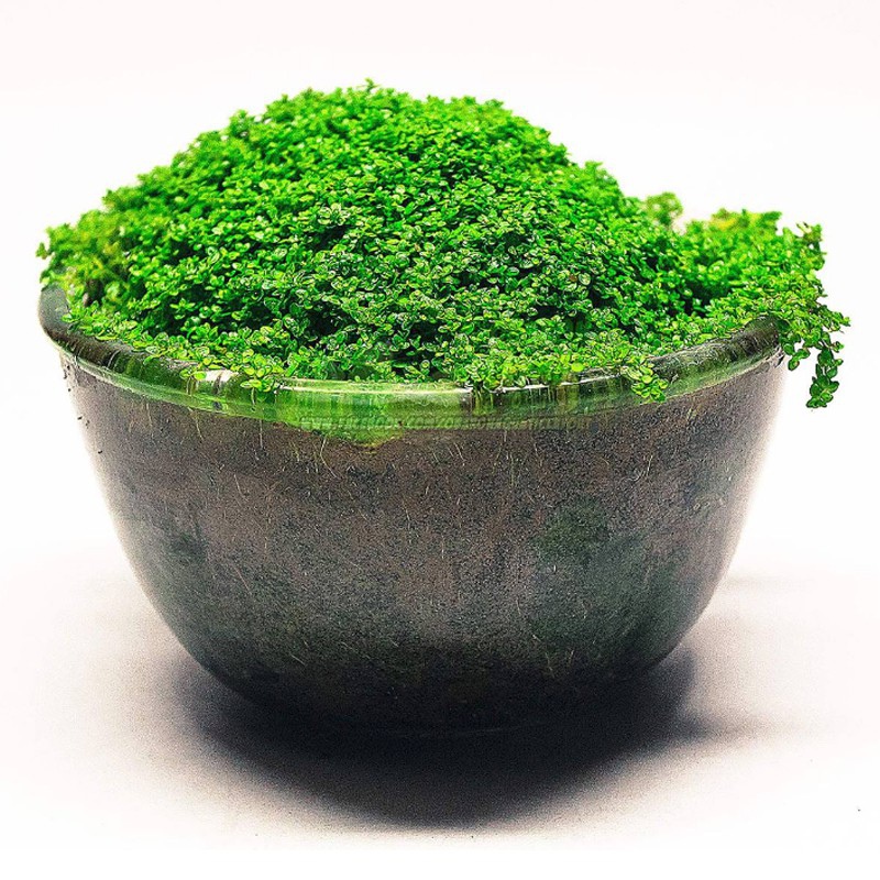 Eco Plant Hemianthus Cuba - piccolo vaso