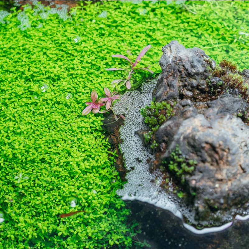 Hemianthus Cuba en pequeño cubo InVitro