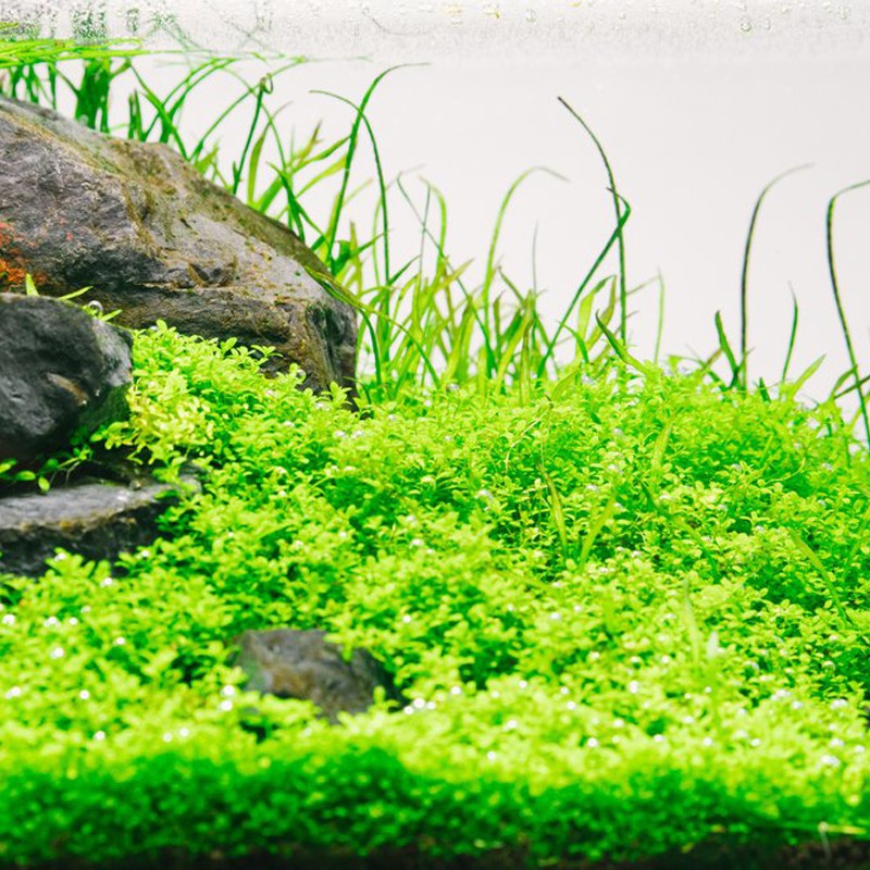 Eco Plant - Hemianthus Cuba в маленьком стакане