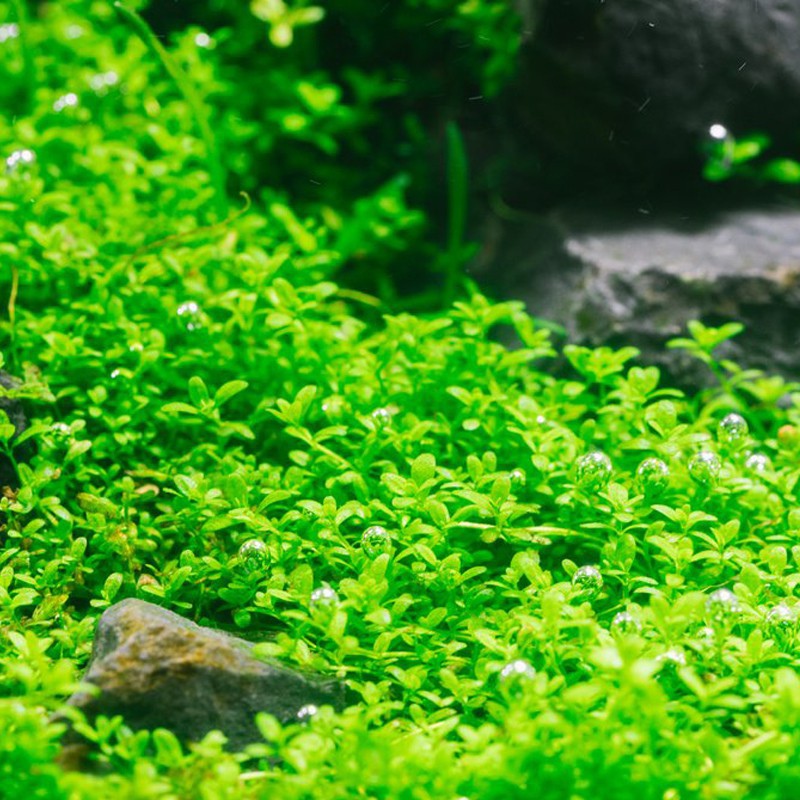 Eco Plant - Hemianthus Cuba в маленьком стакане