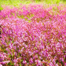 Rotala Rotundifolia в маленькому горщику