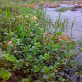 Eco Plant - Rotala Rotundifolia i liten kopp