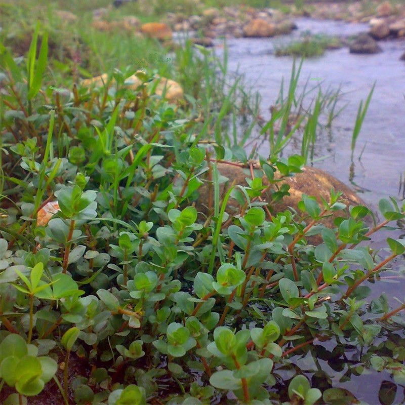 Rotala Rotundifolia в маленькому горщику