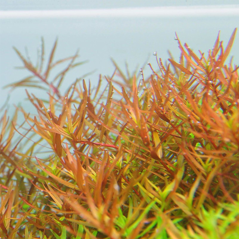 Rotala Rotundifolia в маленькому горщику