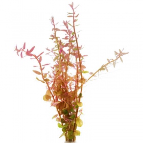 Rotala Rotundifolia в малък кубче