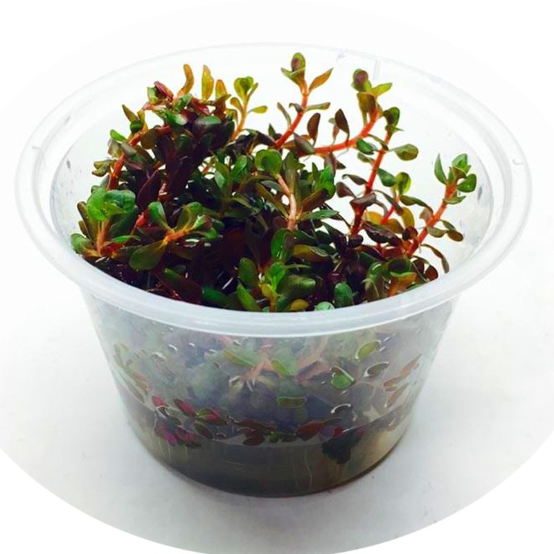 Rotala Rotundifolia в малък кубче