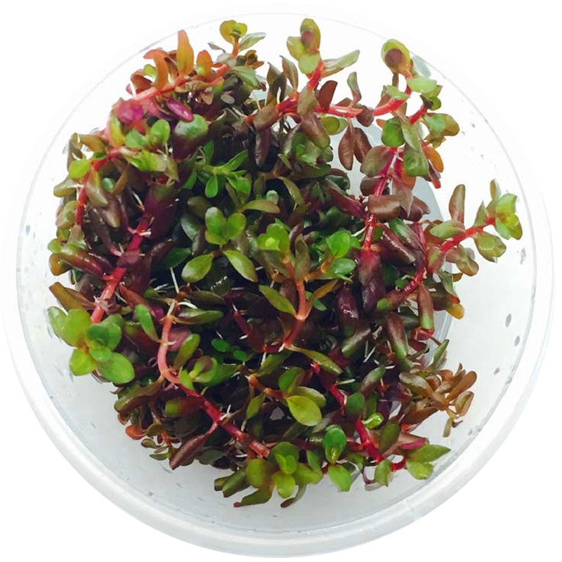 Eco Plant - Rotala Rotundifolia i liten kopp