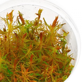 Eco Plant - Rotala Vietnam - InVitro duży kubek