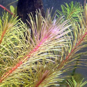 Rotala Vietnam - Екологічна рослина