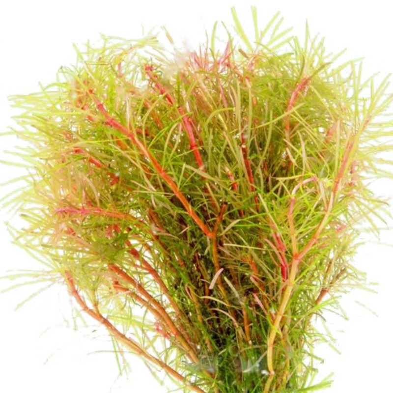 Rotala Vietnam - Екологічна рослина