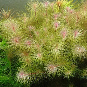 Rotala Vietnam - színes akváriumi növény