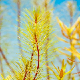 Rotala Vietnam - színes akváriumi növény