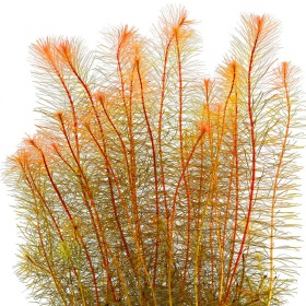 Rotala Vietnam - Planta acuática en taza