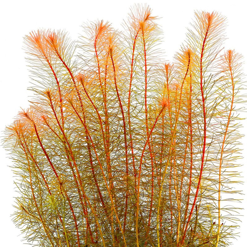 Eco Plant - Rotala Vietnam - ИнVitro