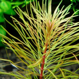 Eco Plant - Rotala Vietnam - ИнVitro